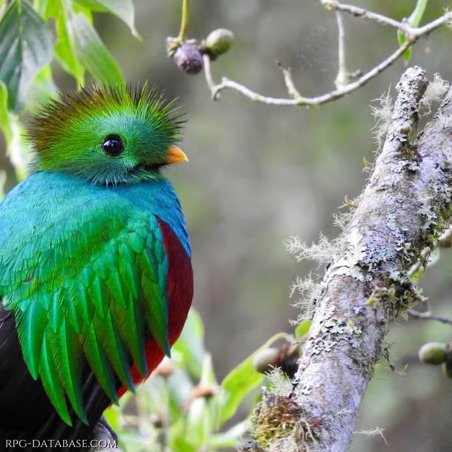 Splendido esemplare di Quetzal, dal canto melodioso e ipnotico. Ancora un pulcino, ma cresce vivace e bellissimo.
