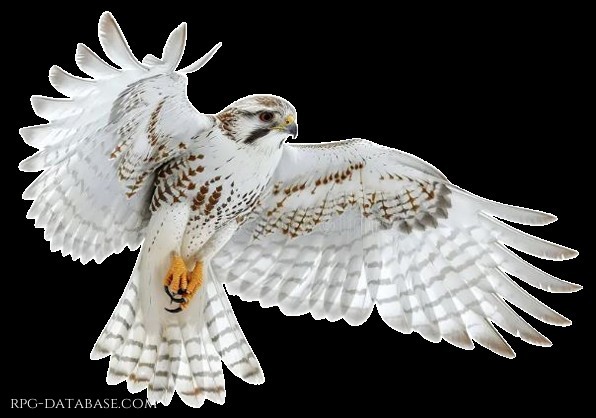 Un maestoso falco bianco, con ampia apertura alare, dal becco aguzzo e gli artigli affilati.